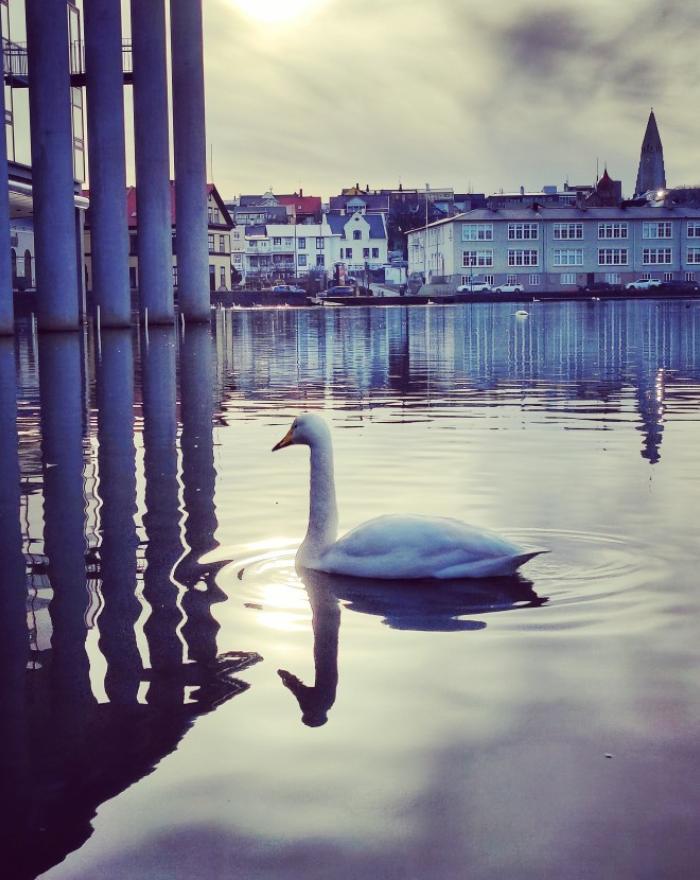 Photo of a swan swimming on the pond