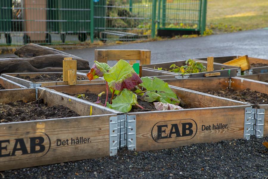 Garden beds and vegetables in the outdoor area at Brekkuborg preschool