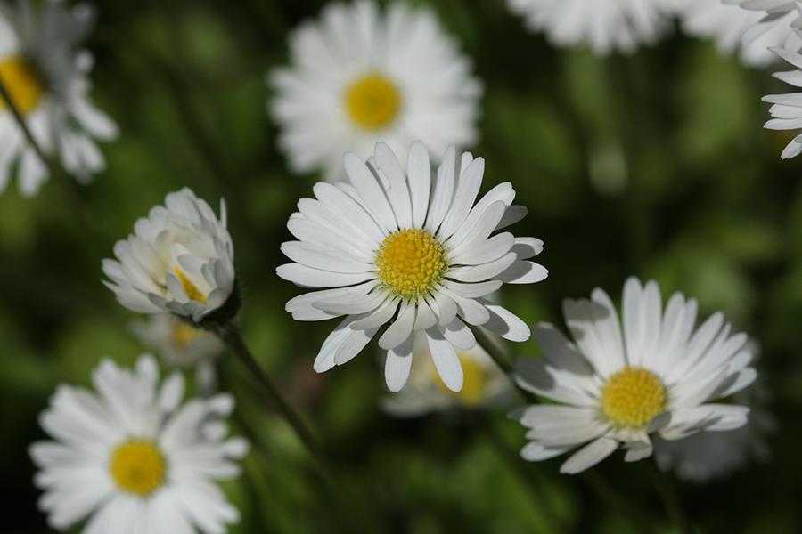 Flower at the Botanic Garden