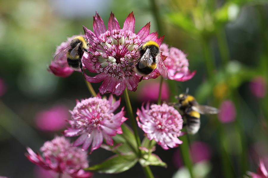 Photo of a masterwort flower