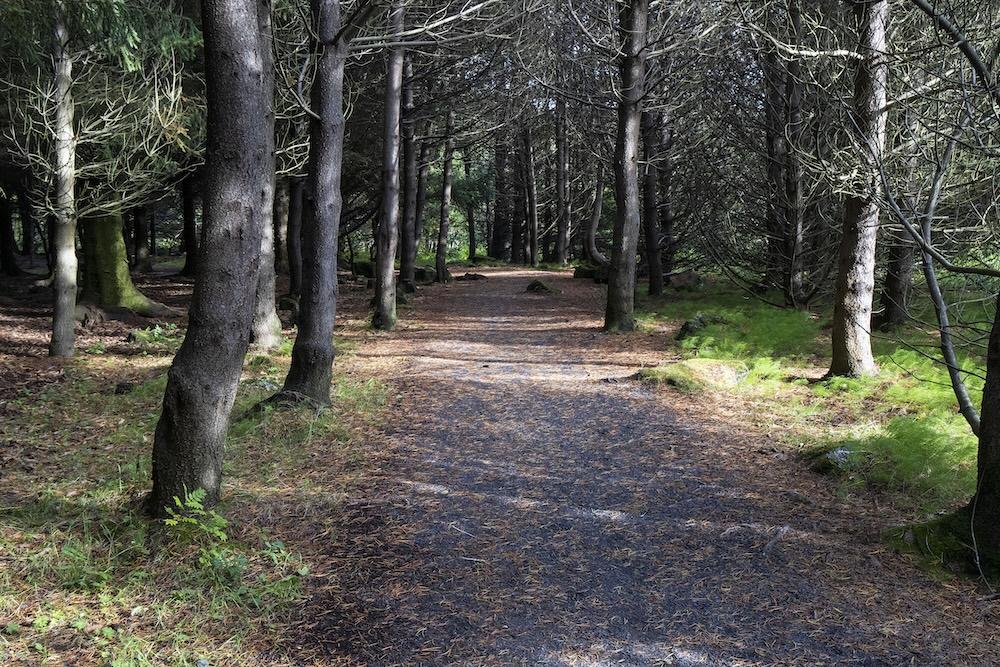 A forest path.
