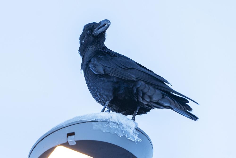 A raven perched on a lamppost.