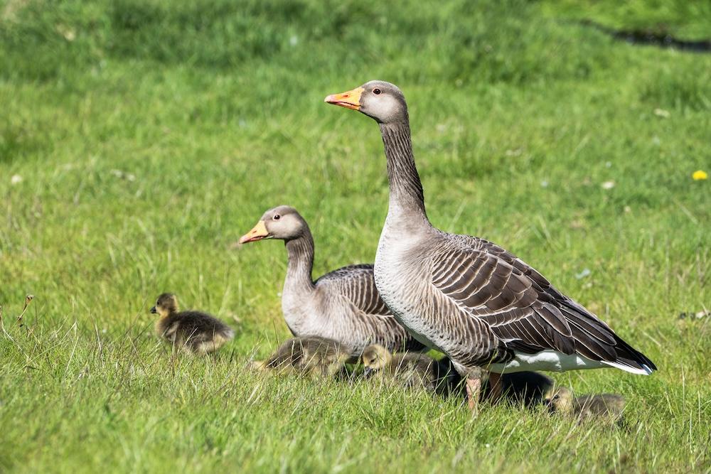 A goose family.
