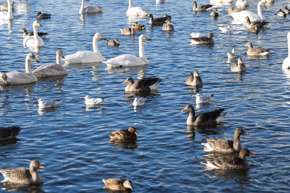 Birds at Reykjavíkurtjörn.