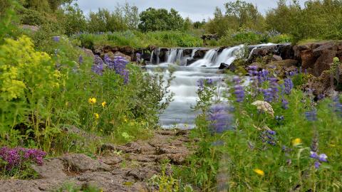 Foss í Elliðaá.