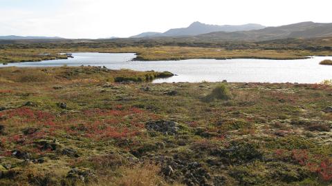 Heiðmörk